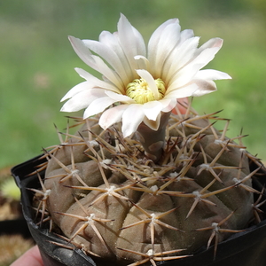 DSC08134Gymnocalycium kozelskianum