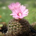 DSC08136Gymnocalycium lepidum