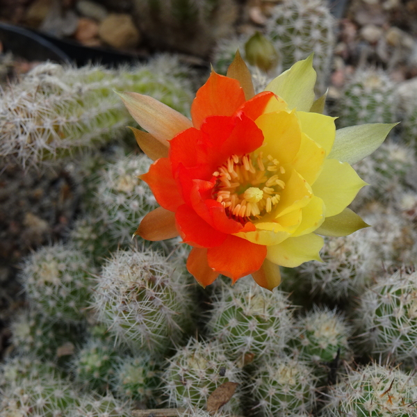 DSC08220Chamaecereus Unikum