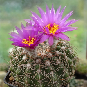 DSC08232Notocactus uebelmannianus