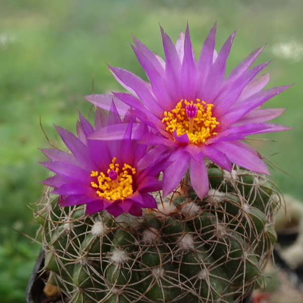 DSC08233Notocactus uebelmannianus