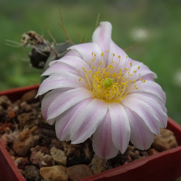 DSC08237Echinocereus knippelianus