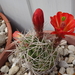 DSC08253Echinocereus triglochidiatus Colorado