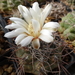 DSC08275Gymnocalycium ochoterenae TOM 09-381