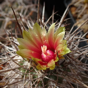 DSC08276Neoporteria heinrichiana ssp. simulans