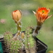 DSC08347Echinocereus salm-dyckianus