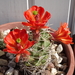 DSC08348Echinocereus triglochidiatus Colorado