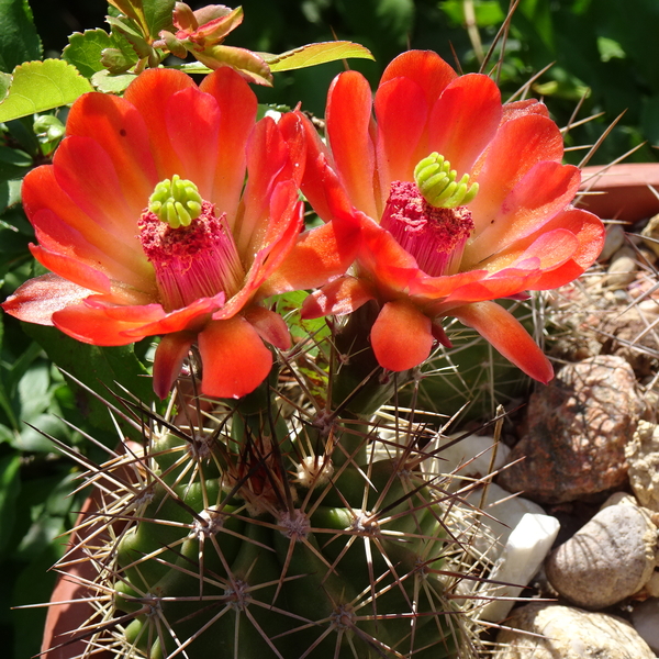 DSC08349Echinocereus hybr. bailey SB211 xtroglochidiatus