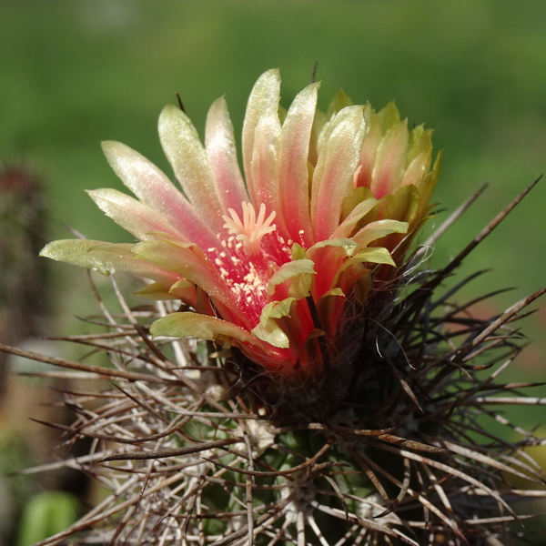 DSC08473Neoporteria heinrichiana ssp. simulans