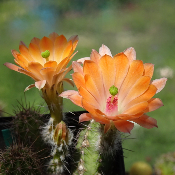 DSC08474Echinocereus salm-dyckianus