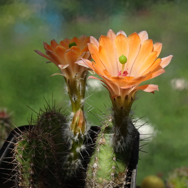 DSC08475Echinocereus salm-dyckianus