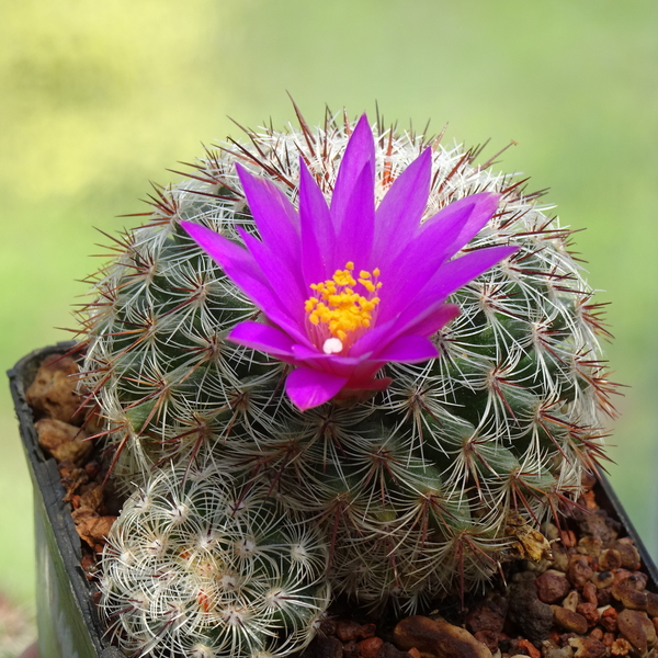 DSC08482Mammillaria deherdtiana