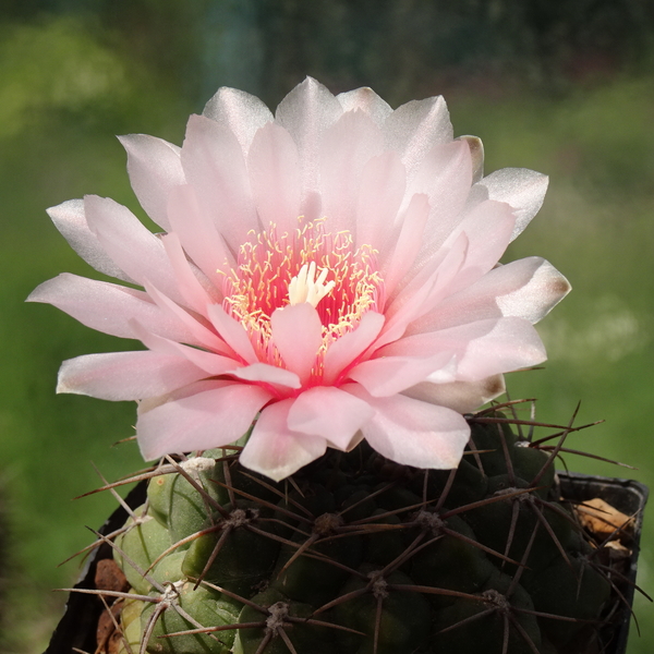 DSC08483Gymnocalycium ritterianum