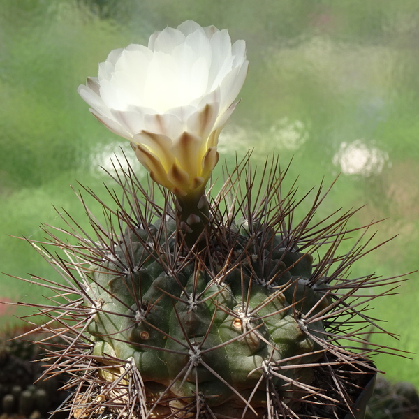 DSC08485Gymnocalycium gibbosum v. nobile