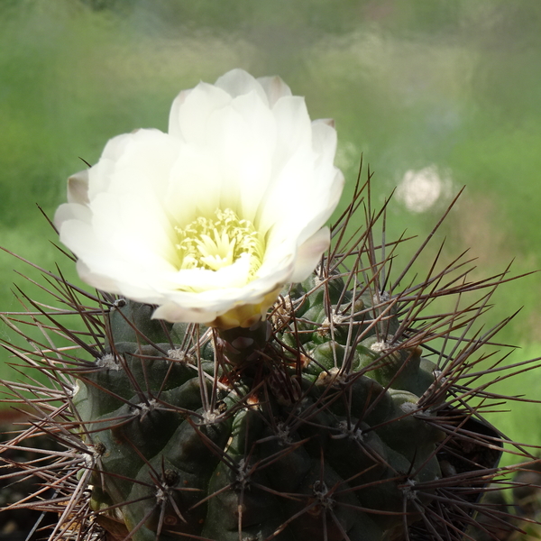 DSC08486Gymnocalycium gibbosum v. nobile