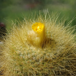 DSC08489Parodia chrysacanthion