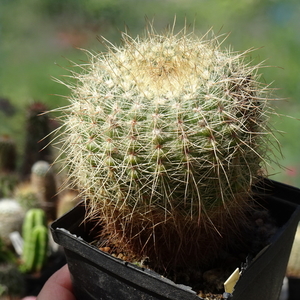 DSC08492Notocactus concinnus