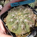 DSC08494Gymnocalycium bayrianum v. brevispinum