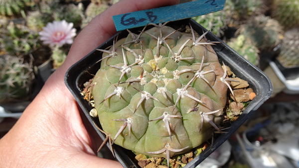 DSC08494Gymnocalycium bayrianum v. brevispinum