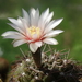 DSC08497Gymnocalycium poeschlii KFF 1158