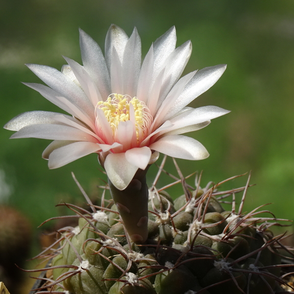 DSC08497Gymnocalycium poeschlii KFF 1158