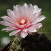 DSC08498Gymnocalycium ritterianum