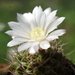 DSC08500Gymnocalycium hyptiacanthum