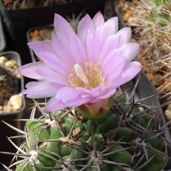 DSC08501Gymnocalycium horridispinum