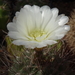 DSC08502Gymnocalycium gibbosum v. nobile