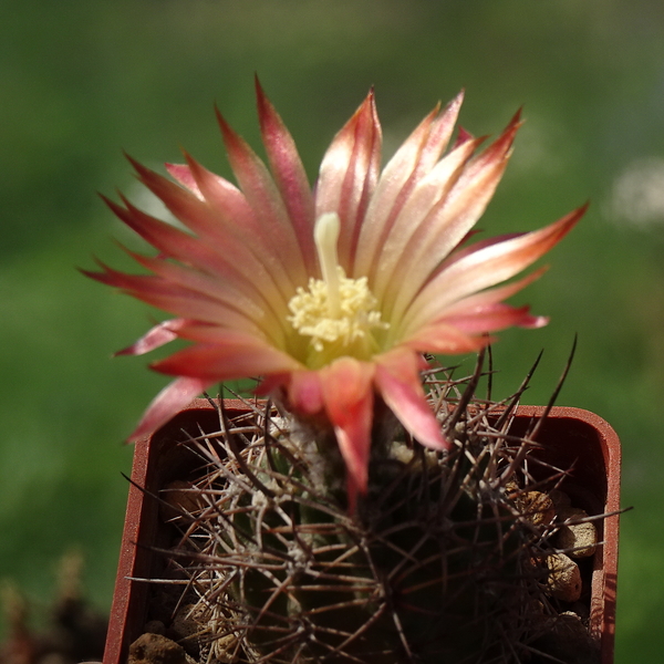 DSC08505Pyrrhocactus andreanus Cuesta de Miaranda