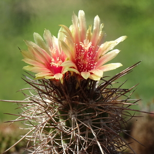 DSC08507Neoporteria heinrichiana ssp. simulans