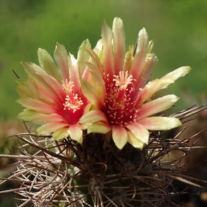 DSC08508Neoporteria heinrichiana ssp. simulans