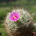 DSC08513Mammillaria wrightii