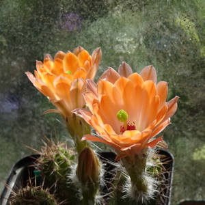 DSC08519Echinocereus salm-dyckianus