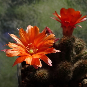 DSC08521Chamaecereus Lincoln Storm