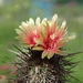 DSC08523Neoporteria heinrichiana ssp. simulans