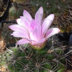 DSC08524Gymnocalycium horridispinum