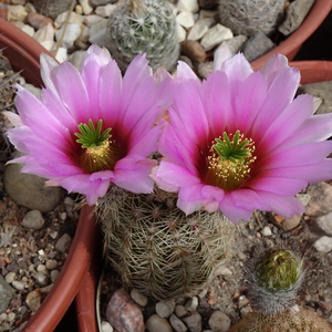 DSC08555Echinocereus xdasyacanthus Carlsband