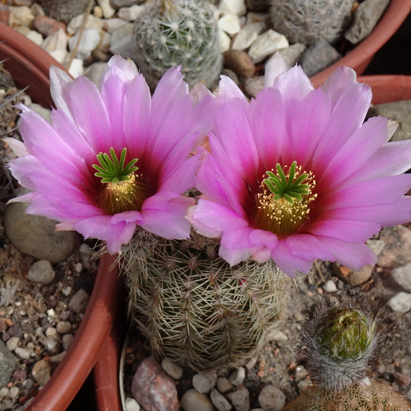 DSC08555Echinocereus xdasyacanthus Carlsband