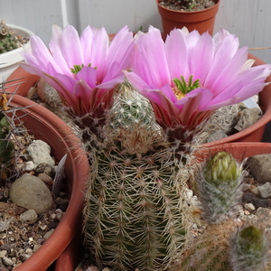 DSC08556Echinocereus xdasyacanthus Carlsband