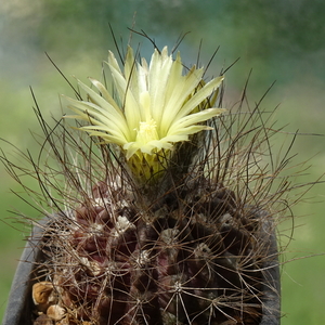 DSC08631Neoporteria neohankeana v. flaviflora FR 212a