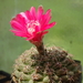 DSC08633Gymnocalycium baldianum JO 295