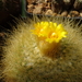 DSC08634Parodia chrysacanthion