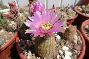 DSC08883Echinocereus caespitosus