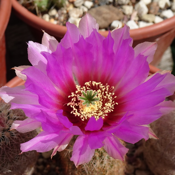 DSC08886Echinocereus nr 2