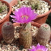 DSC08887Echinocereus nr 2