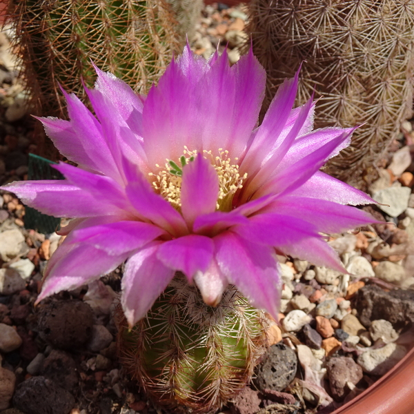 DSC08890Echinocereus nr 5