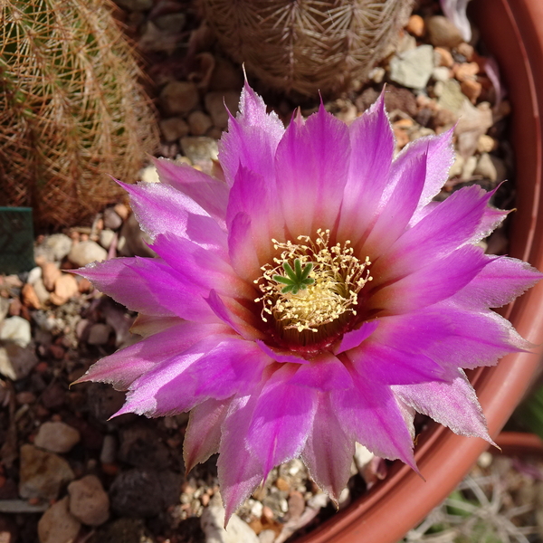 DSC08891Echinocereus nr 5