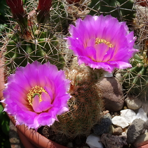 DSC08896Echinocereus nr 1