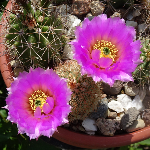 DSC08897Echinocereus nr 1